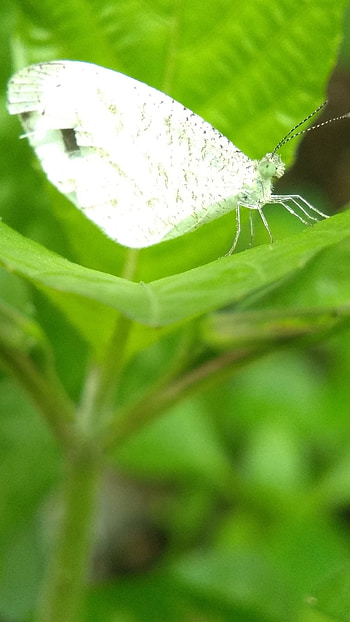 White Butterfly, Amazing, Background HD phone wallpaper
