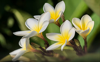 Yellow white flowers, Lovely backdrop, , Vibrant blooms HD wallpaper