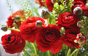 Asian buttercups, Buttercup, Bouquet, Ranunculus, Red HD wallpaper