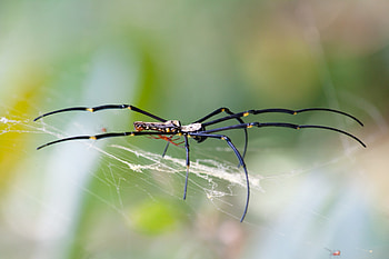 Baby Sitting, animal, spider, nature, insect HD wallpaper
