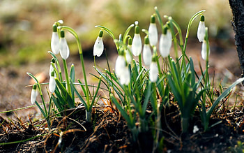 Flowers, Leaves, Snowdrops, Land, Earth, Spring, Primrose HD wallpaper