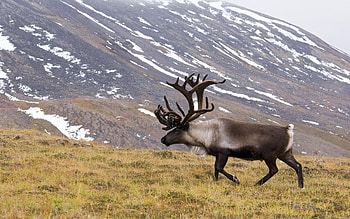 Caribou , Visual treat, Animal beauty, Nature's wonder HD wallpaper