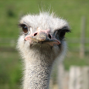 Ostrich facts, African animals, Flightless bird, Largest living bird HD phone wallpaper