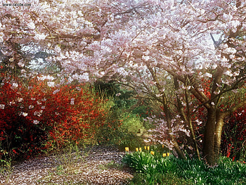 Japanese Cherry Tree, colorful, cherry tree, pathway, sky, flowers, Spring, forest, beauty HD wallpaper