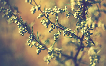 Grass, Leaves, Macro, Branch, Greens HD wallpaper