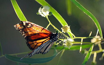 Patterns, Plant, Macro, Butterfly, Wings HD wallpaper