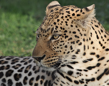 Leopard, animal, wild, muzzle HD wallpaper