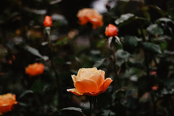 Flowers, Rose Flower, Rose, Close-Up HD wallpaper