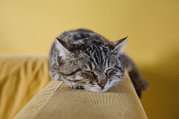 Animals, Cat, Lies, Muzzle, Striped HD wallpaper
