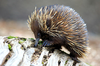 Echidna mobile , Captivating , Textured spines, Access HD wallpaper