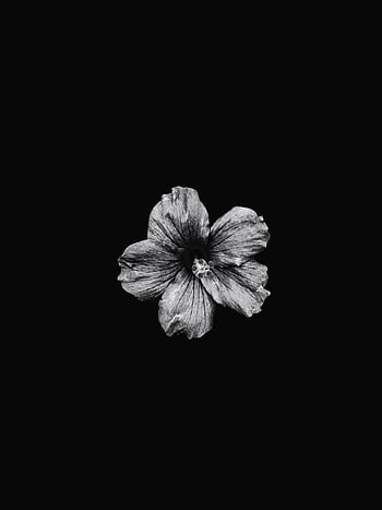 Striking black and white of a hibiscus flower centered on a dark background, highlighting its delicate petals. HD phone wallpaper