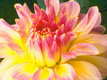 Pretty Flower, pink, pretty, petals, yellow, flower HD wallpaper