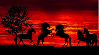Sunset, silhouette, horses, herd HD wallpaper