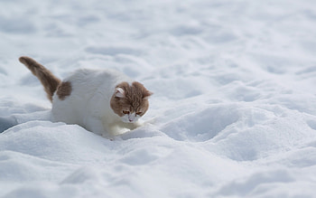 cat in snow, winter, white, animals, snow, cat HD wallpaper