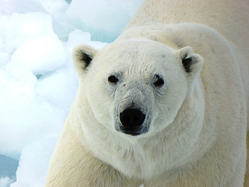 Animals, Predator, Polar Bear HD wallpaper