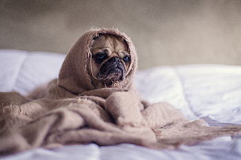 Animals, Dog, Pug, Blanket HD wallpaper