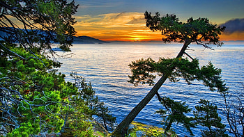 Lake Baikal, Pine Trees HD wallpaper