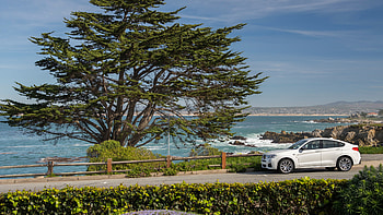 Cypress Tree, BMW X4 cars, , Ultra HD wallpaper