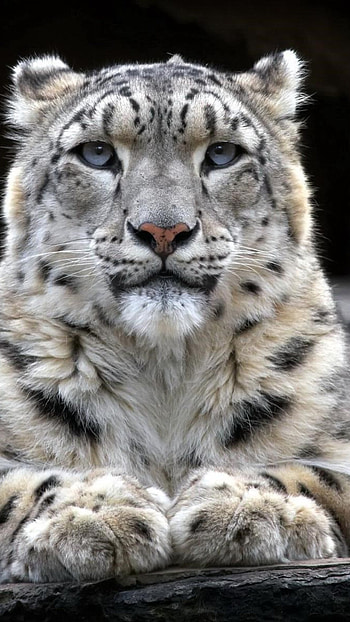 Snow leopard 2 sony, Xperia x xz, Z5 premium HD phone wallpaper