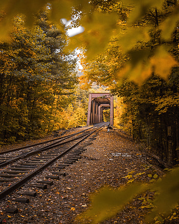 Nature, Trees, Autumn, Foliage, Railway HD phone wallpaper