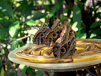 Brown_Butterflies, butterflies, brown, beautiful HD wallpaper