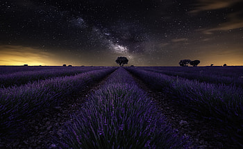 field, night, nature, lavender HD wallpaper