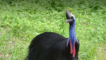 Cassowary , HQ , , Exotic bird beauty HD wallpaper