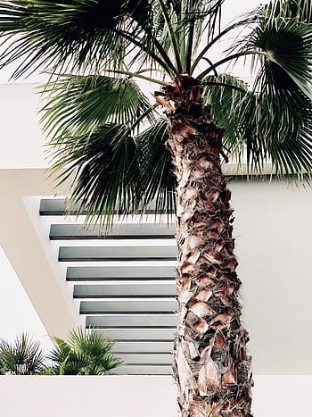 Stylish palm tree beside sleek architectural structure, perfect for design mockups or backgrounds. HD phone wallpaper