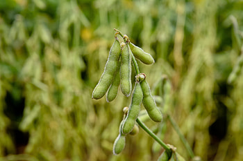 Edamame soja bio, Saatgut dachgemse HD wallpaper