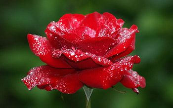 Plants, Flowers, Roses HD wallpaper
