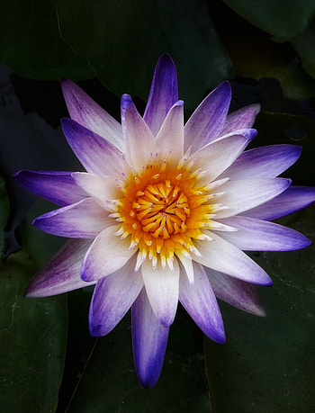 Lotus, water lily, close up HD phone wallpaper