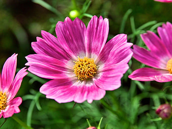DAISIES, PETALS, LEAVES, NATURE, STEMS HD wallpaper