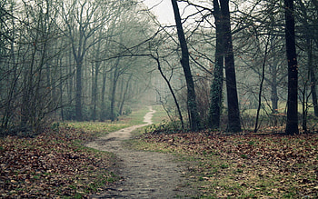 Nature, Autumn, Leaves, Forest, Fog, Land, Earth, Path, Trail, Emptiness, Void, Dampness HD wallpaper