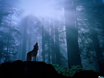 Animals, Wolfs HD wallpaper