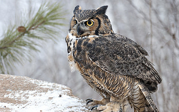 Animals, Owl, Bird, Sit, Predator HD wallpaper