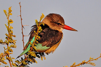 Brown hooded kingfisher, beak, yellow, flower, bird brown hooded, red, cute, kingfisher, spring HD wallpaper