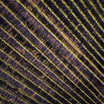 Plants, View From Above, Texture, Textures, Field, Stripes, Streaks HD phone wallpaper