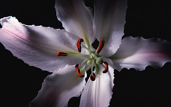 Plants, Flowers HD wallpaper