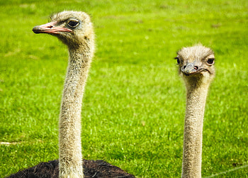 Couple, Ostrich HD wallpaper