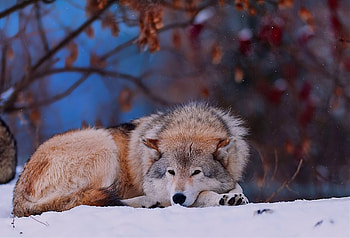 Gray Wolf, Brown-gray coat, , Striking beauty HD wallpaper