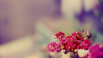 Flowers, Macro, Glare, Petals HD wallpaper