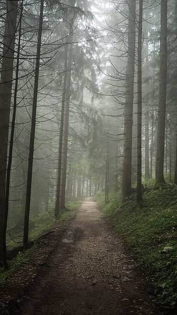 Forest, Forest Nature Beautiful Trees HD phone wallpaper