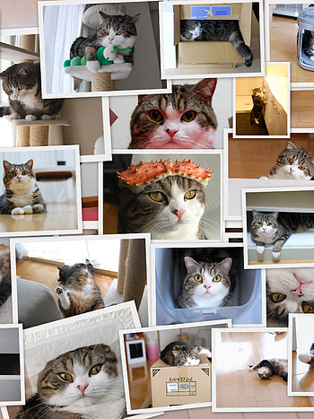 Maru the cat, Crab hat action, and mobile , Maru HD phone wallpaper