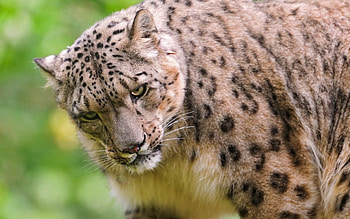 Animals, Snow Leopard, Muzzle, Predator, Irbis HD wallpaper