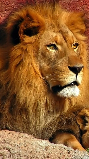 Lion , Beautiful, Background HD phone wallpaper