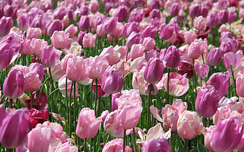 Flowers, Pink, Tulips HD wallpaper