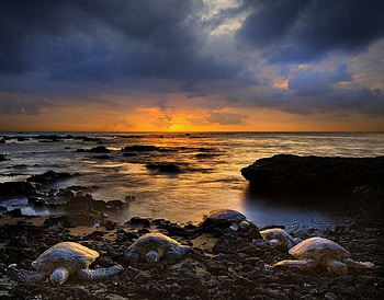 Sea Turtles Resting on Shore, sea, water, turtles, ocean HD wallpaper