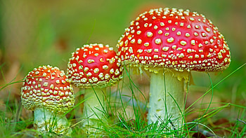 Grzyby, Trawa, Niejadalne, Muchomory HD wallpaper