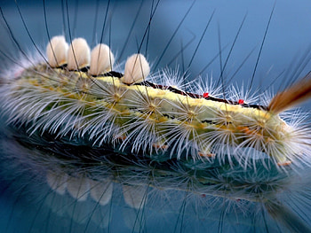 Macro, Insect, Striped, Hair, Caterpillar HD wallpaper