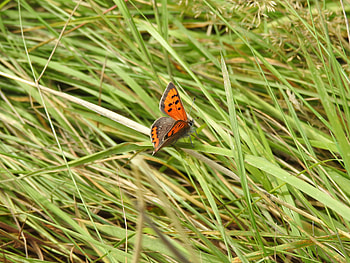 Animals, Grass, Insect, Butterfly, Wings HD wallpaper
